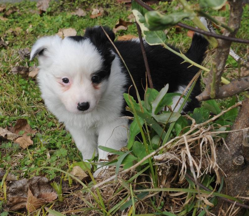 Black and outlet white mini aussie