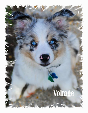 Akc toy outlet australian shepherd